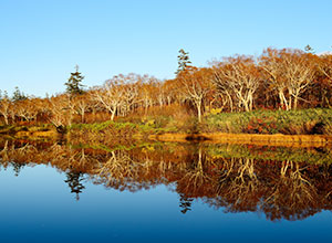 Shinsennuma Marsh